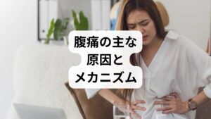 1. 脳腸相関（のうちょうそうかん）の仕組み
脳と腸は、自律神経やホルモンを介して常に情報をやり取りしています。
・ストレスを感じる： 脳が「不安」や「緊張」をキャッチ。
・信号の送信： 自律神経を通じて腸に「動け」または「止まれ」という極端な指令が飛ぶ。
・腹痛の発生： 腸の動きが乱れ、痛みや違和感として現れる。

2. 自律神経（交感神経と副交感神経）の乱れ
胃腸の働きをコントロールしているのは自律神経です。
・交感神経（優位）： ストレス下で活発になり、胃腸の動きを抑制する。
・副交感神経（優位）： リラックス時に活発になり、消化を促進する。
このバランスが崩れると、消化不良や激しい腹痛を引き起こします。