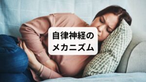 人間には「サーカセミディアンリズム」と呼ばれる半日周期の生体リズムがあり、深夜だけでなく午後14時〜16時頃にも眠気のピークが訪れます。通常は自律神経が踏ん張ってくれますが、疲労が溜まっている30〜50代は、この時間帯にリラックスの神経である「副交感神経」が優位になりすぎてしまい、シャットダウンが起きてしまうのです。