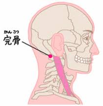仕事中や外出先でもできる、後頭神経痛に特化した「救済ツボ」を紹介します。呼吸を止めず、痛気持ちいい強さで5秒間×3回押してみてください。

1. 天柱（てんちゅう）
・場所： 首の後ろ、太い筋肉の外側のくぼみ。
・効果： 自律神経を整え、頭部全体の血流を改善します。

2. 風池（ふうち）
・場所： 天柱のさらに指1本分外側。
・効果： 後頭神経痛の「特効穴」と呼ばれ、首のコリを緩和します。

3. 完骨（かんこつ）
・場所： 耳の後ろの出っ張った骨のすぐ後ろ、下側のくぼみ。
・効果： 耳周りや側頭部の痛みに特に効果的です。