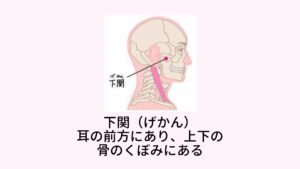 脳の血流を良くするツボをマッサージしよう酸化ストレスによる老化や病気を予防するためには脳を含めた臓器の血流を高めて虚血を防ぐことがポイントです。

この虚血予防に効果のあるツボが存在します。それが下関という顎にあるツボです。
この下関（げかん）というツボには脳、筋肉、腎臓、心臓の血流量を増加させる効果があります。

またこのツボの効果には自律神経によって制御されている全身の血圧とは独立しているため、どのような状態でも刺激することで血流量を増加させる効果が期待できます。
[下関の場所]
耳の前方にあり、上下の骨のくぼみにある
[ツボ刺激の仕方]
左右の下関(ツボ)を両手の２～３指を合わせた指で円を書くように30秒刺激する。
少しズーンと響くような場所が効果の高いツボになります。