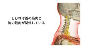 肩こりから起こる腕や手のしびれは首の筋肉と胸の筋肉が関係しているまたしびれや冷えは就寝中の問題だけでなく、猫背姿勢など不良姿勢と呼ばれる首や肩の筋肉に直接負担がかかる状態でも起こります。
この猫背姿勢は常に首と肩の筋肉が過緊張状態の姿勢を作り出し、頸部から腕に伸びる神経と血管を圧迫しやすい状態と考えられています。

とくに圧迫を起こす原因の筋肉が肩甲挙筋（けんこうきょきん）と小胸筋（しょうきょうきｎ）と呼ばれる筋肉になります。
肩甲挙筋は肩甲骨から頸椎に向かって伸びる筋肉であり、小胸筋は胸に付いている筋肉です。