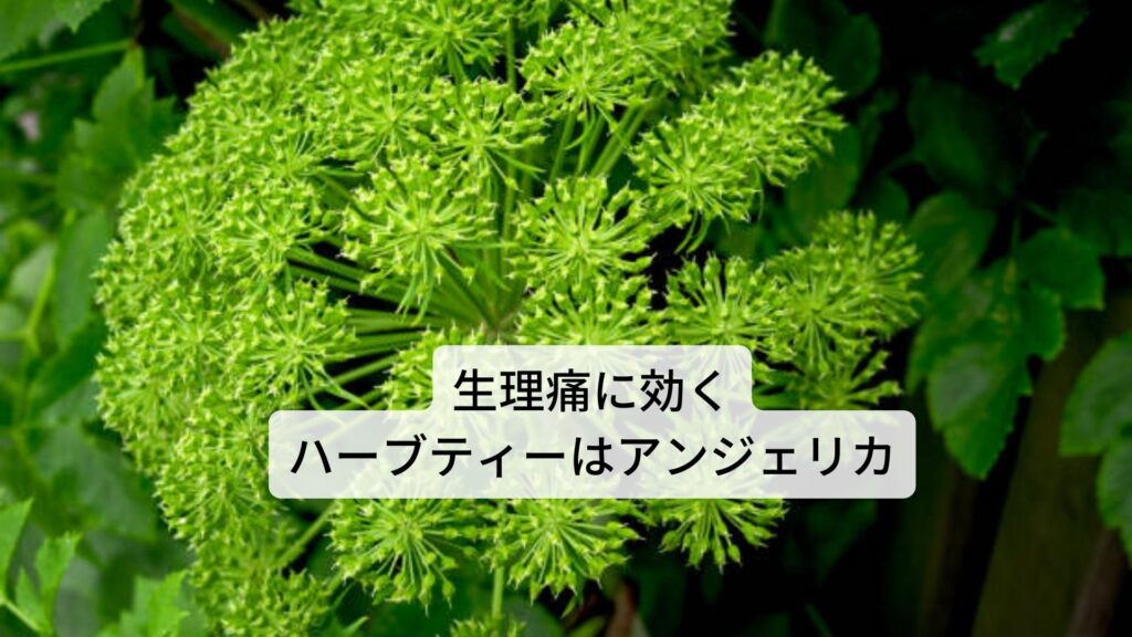 生理痛に効くハーブティーはアンジェリカ