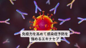 エキナセアは和名でムラサキバレンギク（紫馬簾菊）と呼びます。
主要成分はカフェ酸誘導体（エキナコシド、シナリンなど）、多糖類、アルキルアミド（イソブチルアミドなど）、精油、ピロリジジンアルカロイドなどが含まれています。
エキナセアの作用には
①抗ウイルス作用
②抗菌作用
③免疫力を高める
④消炎作用
などがあります。
また効用には風邪やインフルエンザの改善、気管支炎の抑制、歯肉炎の抗炎症、口唇ヘルペスの改善、尿道炎や膀胱炎の改善、　耳の感染症予防、ニキビ、湿疹、ヘルペスの改善などがあります。