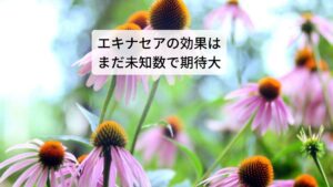 そのためエキナセアは「免疫力向上のハーブ」「天然の抗生物質」とよばれています。感染症の特効薬であり、身体の抵抗力を高めますので、さまざまな病気の予防や治療にも効果的です。
風邪やインフルエンザ、気管支炎、膀胱炎などの急性・慢性の感染症に効果が期待できます。
またガンやＨＩＶの治療薬としてもエキナセアは注目を浴びており、研究が進められています。 
（禁忌・注意： キク科アレルギー、免疫抑制薬を服用されている方、自己免疫疾患を持つ方の飲用は注意が必要です。長期飲用は注意が必要です。）