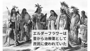 エルダーとは、スイカズラ科の植物を意味しており、セイヨウニワトコという植物の花の部分を指します。
このエルダーフラワーは、ヨーロッパ原産で森や荒地に生育しています。
ヨーロッパやアメリカ先住民の伝統医学などで用いられ、歴史的にも治療薬として使われていたハーブであったことから、「庶民の薬箱」とも呼ばれています。
初夏には小さなクリーム色の花をすずなりにつけ、多くの神話や言い伝えにも登場するのがエルダーフラワーです。
イギリスをはじめとするヨーロッパ各地に生育する針葉樹で高さは2～10mの落葉小高木です。