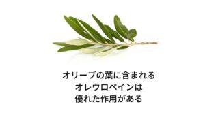 この平和のシンボルとして親しまれてきたオリーブは、4000年以上前から栽培されてきた歴史があります。実から絞る油は悪玉コレステロールを減らし血中コレステロールを減少させることで有名です。
またオリーブの葉は苦味配糖体オレウロペインを含み、この苦味によって殺菌作用や抗ウイルス作用があり感染予防に効果が期待できます。
オレウロペインにはこの優れた抗菌・抗ウイルス作用によって、インフルエンザやヘルペスなどのウイルス感染の予防や治療にも使用されるようになりました。
よってオリーブリーフ（オリーブの葉）は「自然の抗生物質」とも呼ばれています。血管を拡張し血圧を下げる働きもあり、肝炎や耳の感染症を緩和させる効果も期待できます。