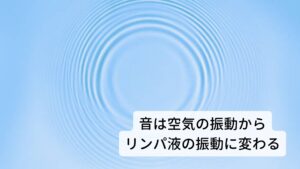 音は空気の振動からリンパ液の振動に変わる、そこが内耳の部分音は空気の振動で耳に伝わります。その振動は鼓膜にぶつかり、さらにその奥の耳小骨に伝わります。
耳小骨のある中耳腔まで空気で満たされていますがここで音はさらに増幅され、次に蝸牛へ伝えられます。
この蝸牛の中はリンパ液で満たされていて、空気の振動として伝えられた音はここで液体の振動へと変わります。※1