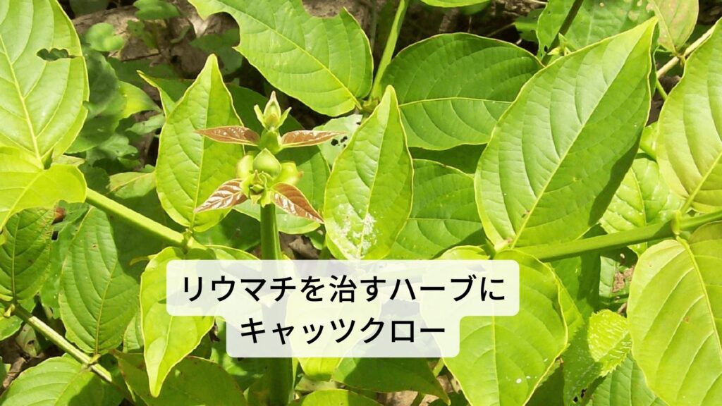 キャッツクローの効果はリウマチの改善