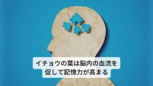 イチョウの葉には全身の血行循環を促進する働きがあるため、冷えだけでなく肩こりや下肢の静脈瘤、頭部の血行不良によるめまい、耳鳴り、筋緊張型頭痛などに効果があります。
また、脳内の血流を促して脳の働きをよくする働きがあることから、認知機能や記録力の改善、集中力の向上にも効果があります。
さらに、糖尿病性の神経障害、腎炎などの糖尿病の合併症の予防にも用いられます。