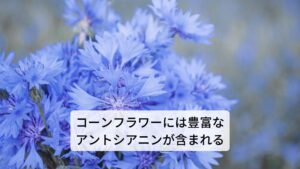 コーンフラワーという名前ではありますが、とうもろこしの粉(corn flour) のことではなく、日本で「ヤグルマソウ」と呼ばれるれっきとしたハーブです。
この和名が示すように矢車状の花を咲かせるキク科の一年草です。地中海（ヨーロッパ）〜西アジアを原産とするコーンフラワーの最大の特徴は、美しい群青色の花弁。この花の部分を食用、薬用、染料などに使います。高さ50～90㎝になり、夏に、青色、桃色、白色などのキクのような丸い花を咲かせます。
主成分にアントシアニンやフラボノイドが含まれているため、疲れ目の回復や、マウスウォッシュなどの口臭予防にもよいとされています。