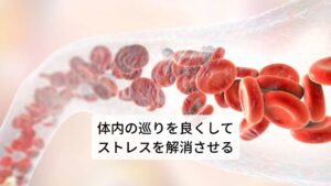 エゾウコギは、ロシアや北海道、中国の一部など寒冷地に生育するウコギ科の落葉低木です。
アメリカでは「シベリア人参」として呼ばれ、ロシアでは「エレウテロコックス」、中国では「刺五加」と呼ばれています。中国では古来から「気血」を補う植物としてエゾウコギは利用されており、成分であるアダプトゲンによって様々なストレスに対する適用力を増強させることができ、結果として全身的な活力と体力を高めて病気を予防する働きがあります。
この成分は他にも体内の巡りをよくして毒素や老廃物の排出を促し、乱れた自律神経を整える働きがあるため、精神的・肉体的な疲労やだるさをやわらげます。またエゾウコギは運動や作業などによる疲労やストレスを軽減するため、持久力や集中力の維持、向上が期待できます。
さらに免疫機能を活性化させる働きがあるため、風邪やインフルエンザなどの感染症の予防にも役立ちます。このエゾウコギには全身の血行を促し、体を温める働きがあることから、冷え性に使用できるほか、冷えからくる肩こりや腰痛、生理痛、むくみなどにも用いることができます。