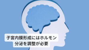 この子宮内膜形成に必要な相互の情報伝達に自律神経を用いています。
交感神経と副交感神経で構成される自律神経の働きはホルモンの分泌やホルモンを送り届ける血流の調整などの機能を担っています。
つまり、健康な子宮内膜を作るには脳から卵巣までのホルモンと血液の流れを調整している自律神経が安定し滞りなく血液やホルモンを通して子宮に栄養を届ける体内環境を作る必要があります。