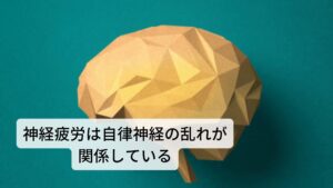 易疲労の原因である神経疲労は自律神経の乱れが関係している脳の視床下部や下垂体では、身体の器官や組織の調節を自律神経を介して行い、絶えず生命維持のための身体機能を一定に保っています。
活動時には、運動強度や体調に応じて呼吸や心拍、体温などの機能の調節を行っています。

様々な身体へかかる負荷に合わせて身体機能のコントロールを行う自律神経の中枢も働き続けます。
活動によって身体にかかる負荷が大きくなるほど、自律神経の中枢にかかる負荷も大きくなり、自律神経の中枢がある脳がダメージを受けることで疲労が起こるとされています。

易疲労（神経性疲労）はこの自律神経と脳の疲労が原因と考えられます。