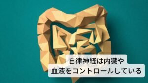 自律神経は内臓や血液をコントロールしている自律神経は交感神経と副交感神経という相反する働きをする２種類の神経がバランスを取りながら内臓の働きや血流を調節したり感情をコントロールする脳のホルモンの分泌に関わったりしています。
しかし、生活習慣が乱れたり過度なストレスを感じたりすると自律神経が乱れてしまいうまく働かなくなります。
この自律神経の乱れによって関わりのある内臓の働き、血流、ホルモン分泌などの調整が乱れて様々な不調が身体に出現します。