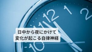 夕方頃に体調不良が起こる原因に自律神経が関係この夕方から夜にかけて起こる動悸や不安感の原因に自律神経の働きが関わっています。
自律神経には交感神経と副交感神経の2種類があります。交感神経は身体を活発に働かせるために器官を高める作用があり、副交感神経は逆に身体の機能を抑制させる作用があります。

活動するために朝から日中にかけては交感神経が高まり、夕方から夜にかけて副交感神経が高まります。
この2つの種類の自律神経の働きに異常が起こると不調が生じます。※1