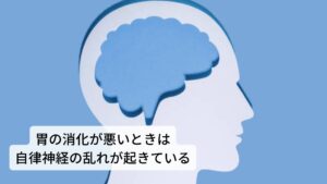 胃の消化が悪いときは自律神経の乱れが起きている胃の働きである蠕動運動は自律神経によって調整されています。
自律神経は交感神経と副交感神経に分かれていますが、副交感神経は胃の緊張を高めて蠕動運動を促進させます。また交感神経は逆に蠕動運動を抑制されます。

そのため食欲不振や食後の胃のムカムカなど胃の伸び縮みに関わる機能低下が起きているときはこの副交感神経と交感神経の働きが崩れていると考えられます。※2