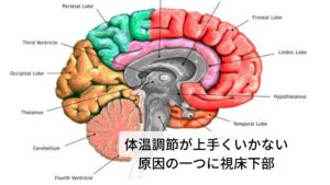 体温調節が上手くいかない原因の一つに視床下部が関与している身体は外の気温によって身体に熱を生み出したり、放散させたりと調節しながら身体の中心部の体温(核心温度)を一定に保とうとしています。
その体温調節には熱伝導、風の対流といった物理的な体温調節と食事による栄養素の代謝などの化学反応による化学的な調節と分かれます。

簡単に説明すると「寒いときに厚着をして身体を温める」のが物理的な調整であり、「寒いときに唐辛子の効いた食べ物を食べて温める」というのが化学的な調節になります。 本来健康であればこの物理的な調節や化学的な調節によって体温は維持されるのですが、何らかの不具合によって調整が効かなくなると極端に身体が寒くなったり、熱くなったりと異常が現れます。 この調整を行っているのが脳にある視床下部になります。