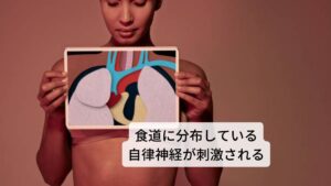 食道に分布している自律神経が刺激されて不整脈が起こる二つ目のメカニズムは食道を飲食物が通過するときに食道に多く分布している自律神経が刺激されてしまうというものです。

食道付近には自律神経の中でも副交感神経が関与している迷走神経という神経が多く分布されています。
そのため飲食物の通過によってこの迷走神経が刺激されて心拍や脈拍に乱れを起こし不整脈が出現するということがあります。

いずれも解剖学的に食道と心房は隣接する位置にあるため飲食物の通過の際に物理的な刺激が食道壁を隔てて心房や自律神経に与えられることで心拍や血圧に変動が起こると考えられています。