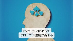 うつ症状に効果があるセントジョーンズワートですが、他のハーブにはほとんど含まれていないヒペリシンという特有の成分があります。
このヒぺリシンという成分が気持ちを落ち着かせるセロトニンを分解する酵素の働きを抑え、脳内でのセロトニンの濃度を上げると考えられています。
そして、脳細胞から放出されたセロトニンは、すべてが脳細胞に届くわけではなく、もとの脳細胞に戻ってしまう性質を持っていますが、ヒペルフォリン成分がセロトニン再取り込みを抑える働きを持っているため、これらが脳の神経伝達物質のバランスを整えて機能回復を図り、うつ症状を改善します。