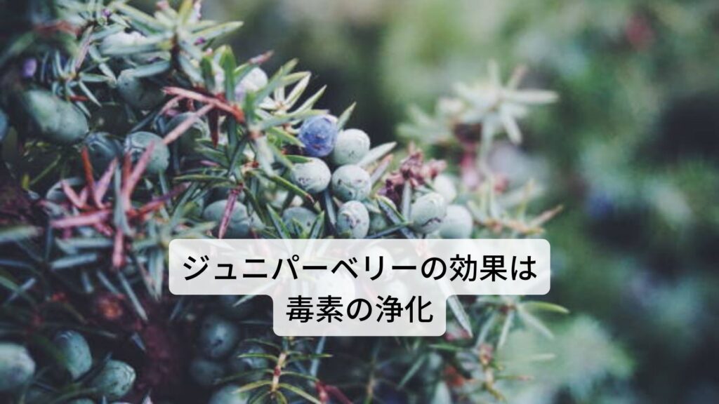 ジュニパーベリーの効果は腎臓の毒素を浄化