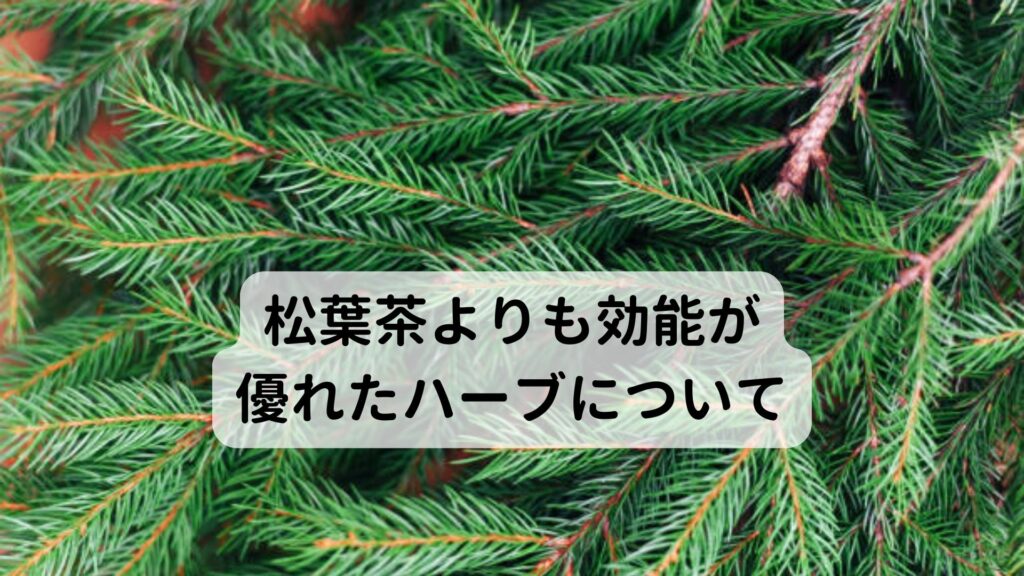 松葉茶よりも効能が優れたハーブについて