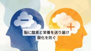 脳は酸素を多く必要とする器官であるため、酸化ストレスによる影響を受けやすくなっています。また、酸素をスムーズに脳に届けるために、脳の血管が健康で柔軟性に富んでおり、血流が正常に保たれることが重要です。レモンバームには、この脳の血流不足と酸素不足で起こる脳細胞への酸化ストレスを軽減させ細胞を保護するとともに、脳の海馬の酸化を抑え、炎症を抑制する効果をもつことが分かっています。これにより糖尿病や高脂血症などの生活習慣病によって起こる脳血管の疾患を予防します。