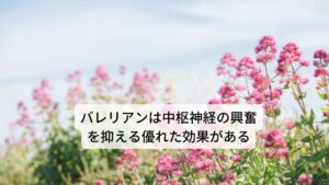 バレリアンは和名ではセイヨウカノコソウ（西洋鹿の子草・西洋纈草）と呼びます。主要成分には精油、バレポトリエイト、アルカロイド、イリドイド類、コリン、タンニンなどが含まれています。
作用には
①鎮静作用
②催眠作用
③鎮痙作用（痙攣を抑える）
④血圧降下作用
⑤鎮痛作用
⑥精神安定
⑦リラックス効果
などがあります。
 効用には神経性の就眠障害の改善、神経興奮の鎮静、痙攣性の痛風を改善などがあります。 