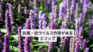 ヒソップは和名ではヤナギハッカ（柳薄荷）と呼びます。主要成分にはフラボノイド、タンニン、精油、配糖体、苦味質などが含まれています。
作用には
①抗菌作用
②抗ウイルス作用
③去痰作用（痰の排出を促す）
④発汗作用
⑤駆風作用（お腹のガスを排出する）
⑥抗カタル（鼻水などを抑える）
効用には気管支炎の改善、喘息の改善、風邪の改善、リウマチの緩和などがあります。