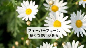 フィーバーフューは和名ではナツシロギク（夏白菊）と呼びます。主要成分にはセスキテルペン、ラクトン、揮発成分、ピレスリン、タンニン などがあります。
作用には
①抗炎作用
②血管の緊張緩和
③消化促進
④弛緩作用
⑤月経促進
⑥駆風作用（お腹のガスを排出）
⑦解熱作用
⑧消炎作用
⑨鎮痛作用
⑩子宮刺激
⑪健胃作用
⑫弛緩作用
⑬血管拡張
⑭抗血栓作用
効用には偏頭痛の改善、リウマチの完治、関節炎などの疼痛改善、生理痛の完治などがあります。 