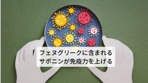 フェヌグリークに豊富に含まれるサポニンには、ウイルスや細菌から身体を守る免疫機能をつかさどる細胞を活性化させる働きがあります。サポニンは、植物の根、葉、茎などに広く含まれている配糖体の一種で、免疫機能の向上以外にはコレステロールを除去したり、体内で血栓をつくり動脈硬化の原因となる過酸化脂質の生成を抑制する効果もあります。フェヌグリークのサポニンには免疫力を高める効果がありますが、具体的にこの免疫力というのは人間の体内にもともと存在するケガや病気を治癒しようとする力（自然治癒力）のことです。この免疫力が低下すると体外から体内に入ってくる最近やウイルスに対抗することができず、風邪やインフルエンザなどの病気が長引くことになります。そのためフェヌグリークに含まれるサポニンを摂取することで免疫力が高まり、風邪やインフルエンザにかかりにくい体質に変わります。