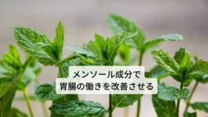 ペパーミントは和名ではセイヨウハッカ（西洋薄荷）と呼びます。 

主要成分にはメンソール、タンニン、フラボノイド、トコフェロール、コリン、苦味成分などが含まれます。 
作用には
①賦活作用
②鎮痙作用（痙攣を鎮める）
③駆風作用（お腹のガスを排出する）
④利胆作用
⑤抗菌作用
などがあります。 
効用には食欲不振の改善、吐き気の軽減、胃痙攣の鎮静、鼓腸の改善、過敏性腸症候群の緩和、腹部膨張感の緩和、消化不良の改善、下痢や便秘の改善などがあります。
