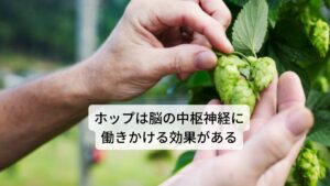 ホップは和名ではセイヨウカラハナソウ（西洋唐花草） と呼びます。 主要成分はメチルプテノール、キサントフモール、イソキサンフモール、8-プレニルナリンゲニン、ホップフラボノールなどが含まれます。
作用には
①鎮静作用
②消化促進作用
③食欲増進作用
④エストロゲン様反応
⑤利尿作用
などがあります。
効用には消化不良の改善、神経過敏の鎮静、不眠症の改善、食欲増進、更年期障害の改善、Ⅱ型糖尿病のインスリン感受性の改善、花粉症状の緩和などがあります。