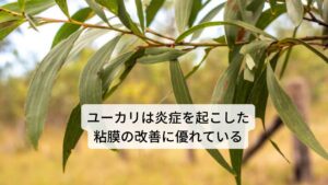 ユーカリは和名ではユーカリノキと呼ばれています。主要成分には揮発油、タンニン、アルデヒト、苦味、樹脂成分などが含まれています。
作用には
①殺菌作用
②抗痙攣作用
③解熱作用
④去痰作用
⑤血糖低下
⑥駆虫作用
⑦浄化作用
⑧抗ウイルス作用
などがあります。
 効用： 花粉症、インフルエンザ等の炎症(充血・鼻水)緩和などがあります。