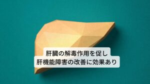 ミルクシスルの含まれる成分シリマリンには肝炎、肝硬変などの肝障害予防と改善の効果があります。肝臓は栄養を吸収して毒素を排出する解毒作用があり、この肝臓の解毒作用を高める働きをシリマリンにはあります。さらに胆汁の分泌を促す作用もあるため、アルコール性肝障害、肝炎、肝硬変などの病気治療にもミルクシスルは用いられます。他にもタバコやアルコールなどの刺激物から胃や肝臓を守り、悪酔いを防ぐとともに、二日酔いの回復を促します。その他に損傷を受けた肝臓の細胞を修復する働きに優れているため肝機能障害など肝臓が罹りやすい疾患の改善にも効果があります。