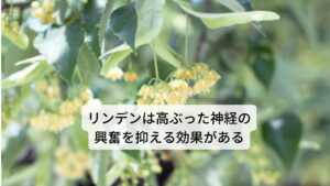 リンデンフラワーは和名ではセイヨウボダイジュ（西洋菩提樹）、セイヨウシナノキ（西洋科の木） と呼ばれています。主要成分にはフラボノイド配糖体（ルチン、ヒベロシド、ティリロシド）、粘液質（アラビノガラクタン）、タンニン、フェノール酸（カフェ酸、クロロゲン酸）、精油（ファルネソールなど）などが含まれています。
作用には
①発汗作用
②解熱作用
③利尿作用
④鎮静作用
⑤消化促進
⑥血圧降下
⑦コレステロールの低減
⑧腎機能の向上
などがあります。
 効用には不安の完治、就眠障害の改善、神経性疲労の回復、神経性胃炎の完治、風邪や咳の緩和、上気道カタルの完治、高血圧症の改善、動脈硬化の改善などがあります。