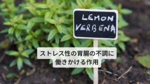 レモンバーベナは和名ではコウスイボク（香水木）、ボウシュウボク（防臭木）と呼びます。主要成分には精油、フラボノイドなどがあります。
作用には
①緩和作用
②鎮静作用
③消化促進
などがあります。
効用には食欲不振の完治、消化不良の改善などがあります。