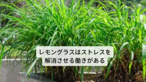 レモングラスは和名ではレモンガヤ（檸檬茅）と呼びます。主要成分にはフラボノイド、精油などが含まれています。
作用には
①健胃作用（胃を丈夫にさせる）
②駆風作用（お腹のガスを排出する）
③消化促進作用
④抗菌作用
などがあります。
 効用には食欲不振の改善、消化不良の改善、風邪の緩和、疲労の回復などがあります。 