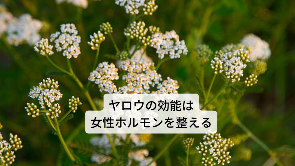 ヤロウの効能は女性ホルモンを整える