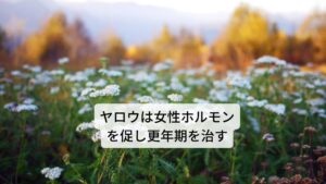 ヤロウは和名ではセイヨウノコギリソウ（西洋鋸草）と呼ばれています。主要成分には精油、苦味アルカロイド（アキレイン）、フラボノイド（アピゲニン、ルテオリン）、タンニン、クマリン類などが含まれています。
作用には
①解熱作用
②利尿作用
③健胃作用
④止血作用
などがあります。
効用には食欲不振の改善、消化不良の改善、胃アトニーの緩和、胃炎の鎮静、生理痛の改善などがあります。 