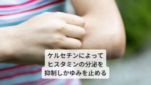 ​花粉症などのアレルギー症状の原因はヒスタミンという物質です。このヒスタミンが体内で大量に分泌されることでくしゃみや鼻づまり、涙目などを引き起こします。ネトルに含まれるフラボノイドの一種ケルセチンには、このアレルギー症状の原因であるヒスタミンの分泌を抑制し、症状を緩和させる効果があります。さらにケルセチンにはアレルギー症状を緩和すると同時に、炎症を起こす原因物質であるロイコトリエンの分泌を抑制させる働きもあるため、抗炎症効果も発揮します。ケルセチンの抗ヒスタミン作用には即効性はありませんが、継続して摂取することで体質改善が起こります。そのため花粉症の時期以外でもネトルティーなどを利用して摂取するとおすすめします。