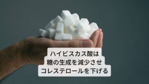 またハイビスカスに含まれているクエン酸とリンゴ酸には、代謝を促進させて脂肪の分解を促進する働きがあります。リンゴ酸は、酢酸やクエン酸からも生成される栄養素ですが、体内で合成されるリンゴ酸は脂肪を合成させる働きを持つため、ハイビスカスなどから摂取することが効果的です。
また、ハイビスカスに含まれているハイビスカス酸は、アミラーゼの活性を阻害することによって、コレステロールを低減させる効果が期待されている栄養素です。もともとアミラーゼは消化酵素のひとつで、デンプンなどの栄養素を分解して糖質に変える作用を持ちます。
アミラーゼによってつくられる糖質はコレステロールの生成に関与しており、このアミラーゼによって生成された糖質が過剰に吸収されることが、体内におけるコレステロールの生成を増加させる要因のひとつであるといわれています。
そのためハイビスカスに含まれるハイビスカス酸によってアミラーゼの活性が抑えられることで、生成される糖質が減少し、結果としてコレステロールの生産を抑制することができると考えられています。
クエン酸、リンゴ酸、ハイビスカス酸などの相互作用によって、ハイビスカスは脂肪の燃焼を促進する効果が期待されます。