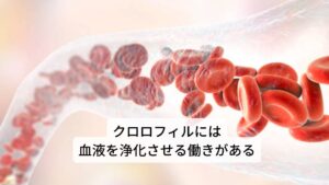 松葉茶の効能が科学的に分析されており、クロロフィル、樹脂、酵素、鉄分、ビタミンK・A・Cなどが豊富に含まれていると発表されています。クロロフィルは身体の血液中にあるヘモグロビン(血色素)と構造が似ているため、血液を作り浄化する作用があると考えられてます。そのため傷を治す働きもあり、外傷の治療ばかりでなく、胃潰瘍や歯槽膿漏など粘膜の傷を治癒させる働きもあります。