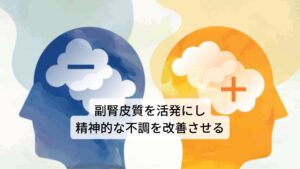 料理の調味料のハーブとして広く知られているバジルの葉は、クローブに似た強く清涼なスパイシーな香味が人気です。バジルはニンニク、トマト、ナス、そしてイタリア料理との相性がいいことから良く用いられます。
メディカルハーブとしては、消化促進作用があるため胃もたれなどの不調に効果的です。またバジルには副腎皮質を活性化する働きがありますのでうつ症状など精神的な不調の緩和にも効果的です。
その他にバジルの葉には強い殺菌作用もあるため、蚊よけ、寄生虫の駆除、蛇の咬み傷、虫の刺し傷、にきびの治療にも用いられます。また中枢神経系にも働きかけ、イライラや不安、不眠などの改善に役立ちます。