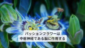 パッションフラワーは和名ではチャボトケイソウ(矮鶏時計草)と呼ばれています。
主要成分にはフラボノイド(アピゲニン)、フラボノイド配糖体(ビテキシン)、インドールアルカロイド(ハルマン、ハルモール)、青酸配糖体(ジノカルディン)など が含まれています。
作用には
①鎮静作用
②催眠作用
③鎮痛作用
④抗不安作用
⑤鎮痙作用
⑥血圧低下作用
⑦しわ防止
などがあります。
効用には不眠の改善、不安症の改善、神経の緊張を緩和、精神不安の完治、ストレス性の高血圧の改善、ひきつけの予防、喘息の緩和などがあります。