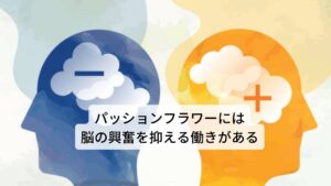 またヨーロッパでもパッションフラワーは植物性トランキライザー(精神安定剤)として広く知られており、不安や緊張の完治、不眠症などの治療に利用されています。パッションフラワーの葉にはアルカロイド類とフラボノイド類が含まれています。アルカロイド類は神経伝達物質の分解を阻止する効果があり、フラボノイド類は脳の興奮を抑える鎮静作用をもたらします。睡眠薬や抗不安薬を含めたケミカルな鎮静剤を常用すると、「薬がないと眠れなくなってしまう」という状態や、うつ病を誘発することがあります。しかし、パッションフラワーは神経系をリラックスさせ、習慣性とならない鎮静作用があるため安心して使用していただけます。作用の力が穏やかであるため、子どもや高齢者も安心して使用することができます。