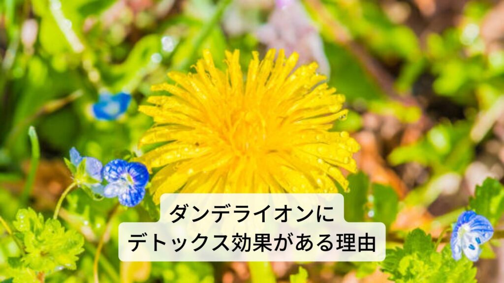 ダンデライオンにデトックス効果がある理由