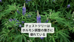 チェストツリーは和名ではセイヨウニンジンボク（西洋人参木）と呼びます。
主要成分にはイリドイド配糖体（アウクビン、アグヌシド）、フラボノイド（カスティシン）、フラボノイド配糖体（ビテキシン）精油などが含まれています。
作用には
①プロラクチン分泌抑制作用
②ホルモン調整
③生殖器系の滋養強壮
などがあります。
効用には生理痛の改善、PMSの改善、生理不順の改善などがあります。 
