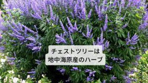 チェストツリーは果実で地中海地方原産のハーブです。高さ2~6mほどまでに生長する丈夫な落葉低木で、日当たりがよければ土質を選ばずに育ちます。日本でも栽培が可能で、暑さや寒さにも強く、比較的日本の気候でも育てやすいハーブです。7~9月にかけて青紫色の小さい花を穂状に咲かせ、灰色のフードのようなものに一部が覆われており、コショウに似ている大きさと形の黒い果実が実ります。枝葉や果実からは爽やかな香りがし、香辛料としても使用されてきました。