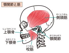 顎の動きを悪くさせる原因に筋肉の緊張がある口を開けるときに顎の関節や軟骨である関節円板は顎や首周囲の筋肉の動きに連動して動きます。
そのため口を開けるときに起きる筋肉の収縮が正しく口を開かせる角度で行われないと顎の関節や軟骨である関節円板にストレスがかかり「口を開けると顎がシャリシャリと音が鳴る」「口を開けると耳の下がシャリシャリする」といった不調が起こります。