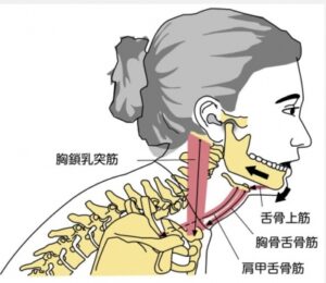 顎が音が鳴る原因には猫背など悪い姿勢も関係しているまた正しい角度による筋肉の収縮には口を開ける時の姿勢も関わっています。
口を開けるときに背中が丸まった猫背の姿勢をとると、頭が首に対して前に突き出た姿勢となり収縮する筋肉の角度が悪くなり、口の開きが悪くなり「口を開けると顎がシャリシャリと音が鳴る」「口を開けると耳の下がシャリシャリする」といった不調が起こりやすくなります。

またこのような開口時の不調がある人の多くは肩こりや首こりなどの不調で悩んでいる場合があります。

※あくびなどで顎の下がつることがあります。頻繁に起こる方は注意が必要です。
　詳細な情報は下記のリンクからご覧ください。